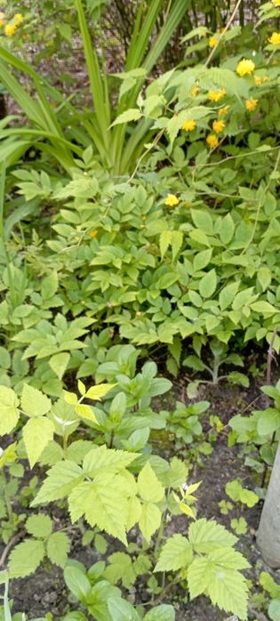 Гейхеры, анемона, хосты, астильба