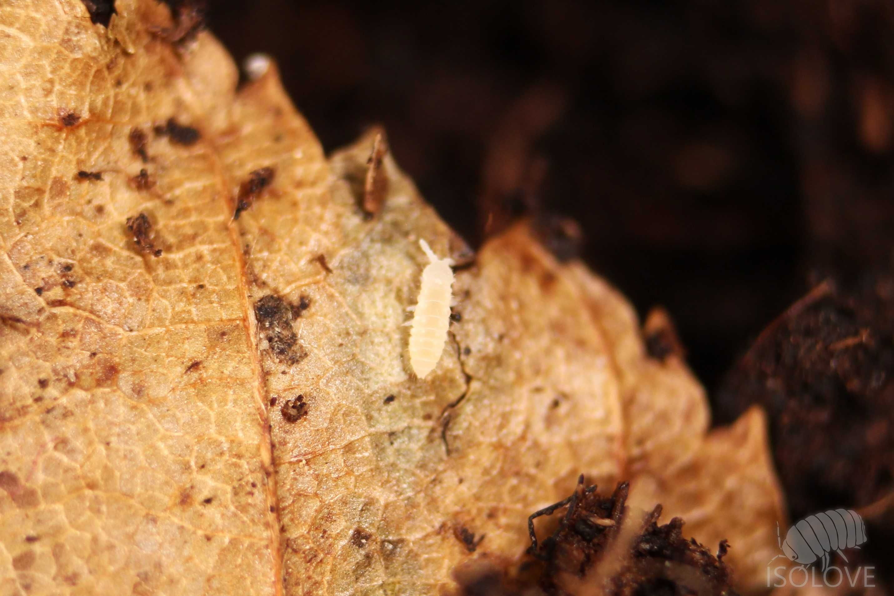 Ceratophysella sp. "lilac", piękne skoczogonki, pierwszy raz w Polsce