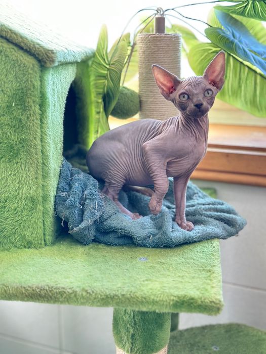 Sphynx cor lilac maravilhoso
