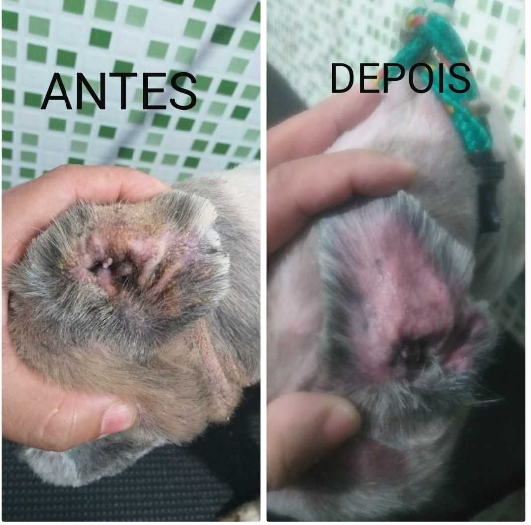 Gerador de ozonio pet