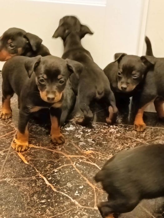 Dzień dobry małe Pinczery szukają domu