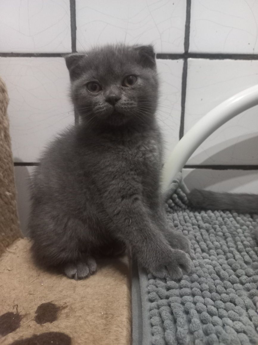 Шотландські кошенята дівчатка Блю поінт