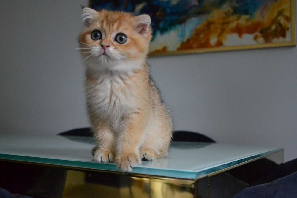 koteczki szkocka -urocza