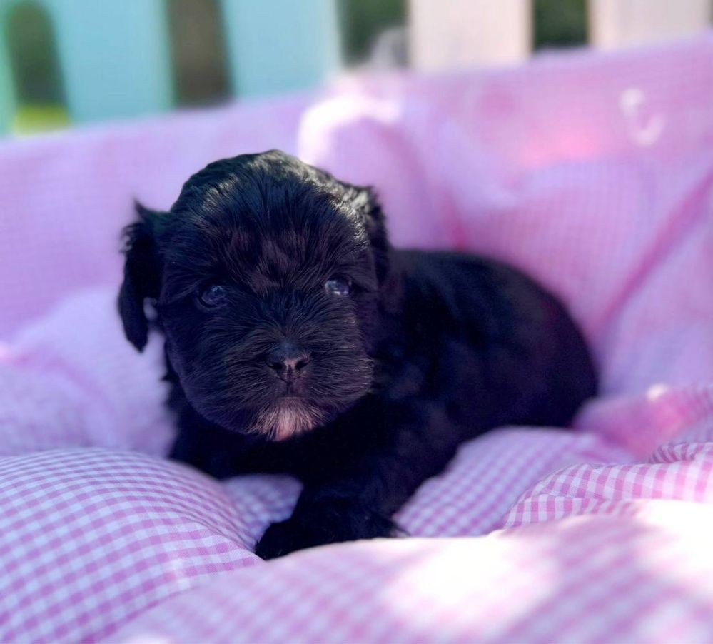 Shihpoo Pudel Maltipoo