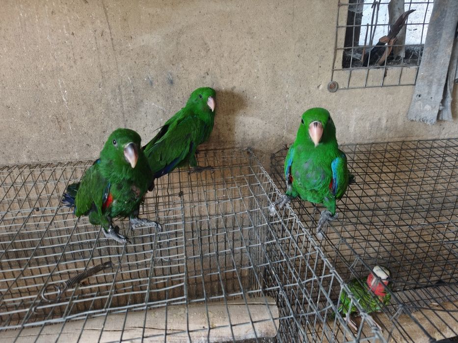 Papagaios écletus para acabar de criar à mão