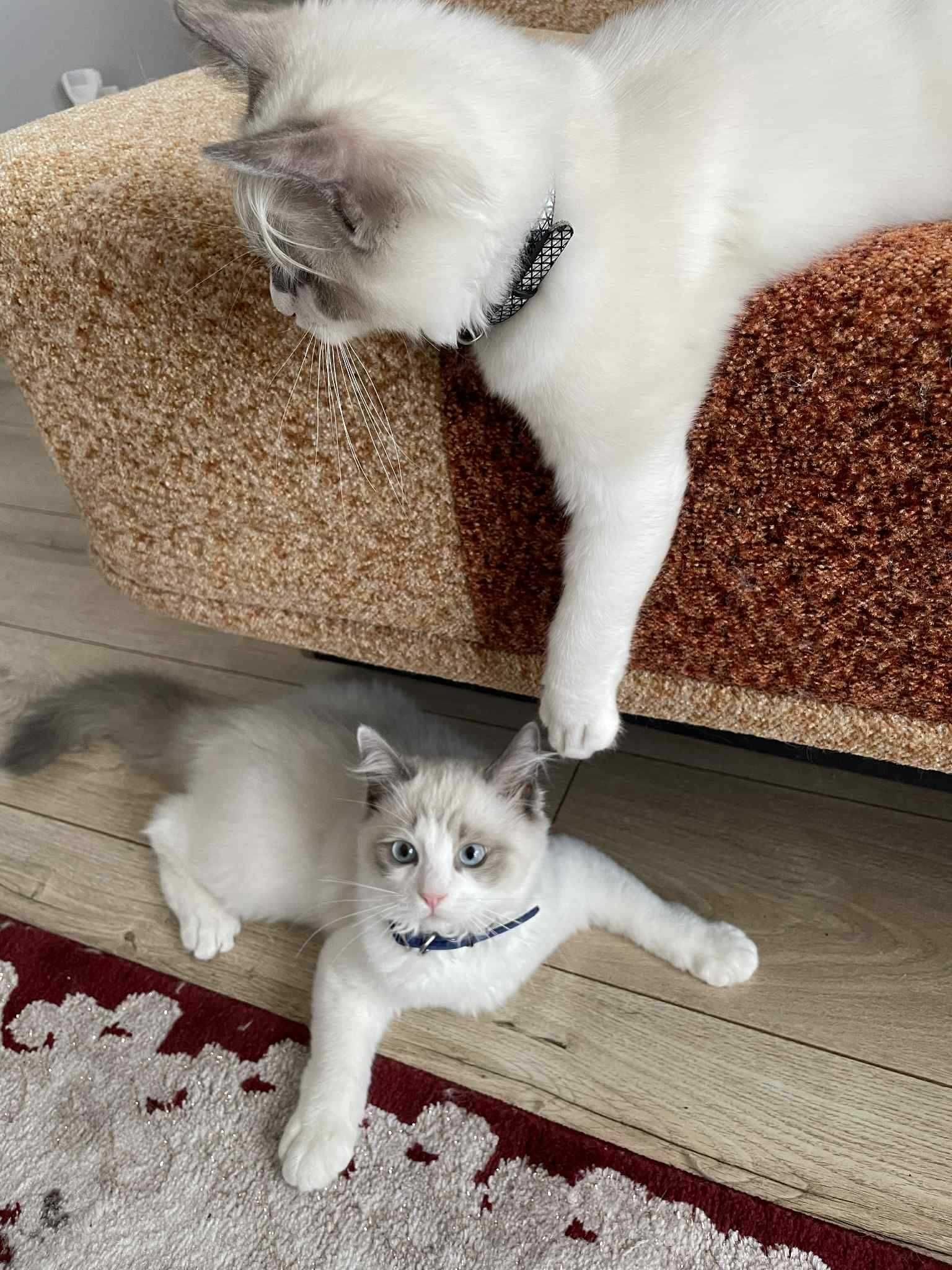 Kocięta rasy  Ragdoll FPL/FIFE