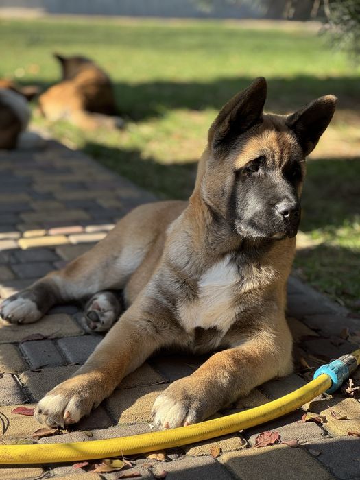 Цуценя Амеріканськой Акіти