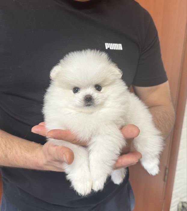 Шпиц померанский девочка