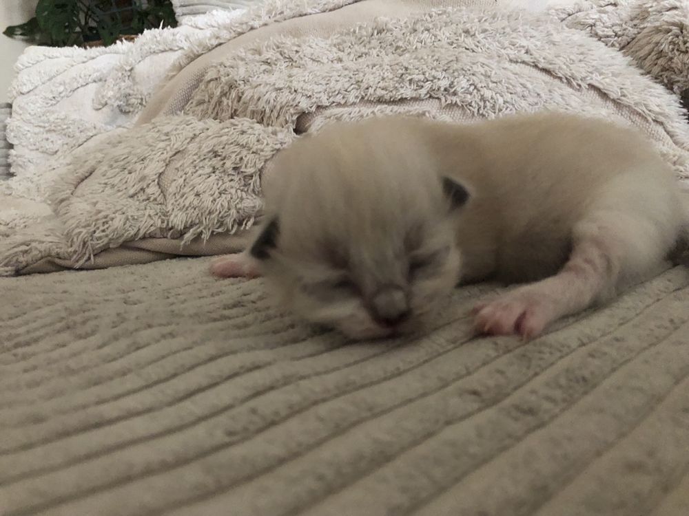 Ragdoll kocurek kotka kotyanna.pl
