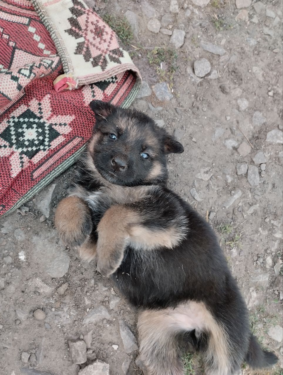 Цуценята німецької вівчарки