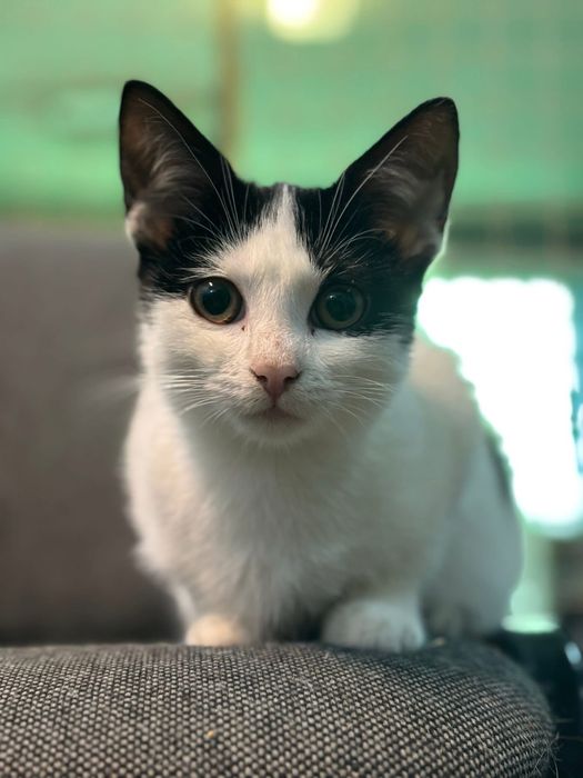 Kocurek Bezik szuka swojego człowieka