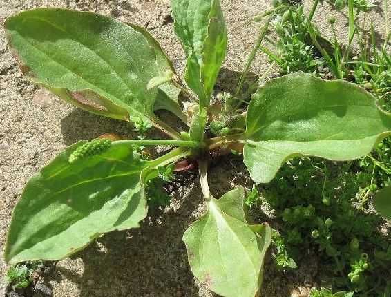 Babka zwyczajna babka większa - naturalny sposób na zdrowie