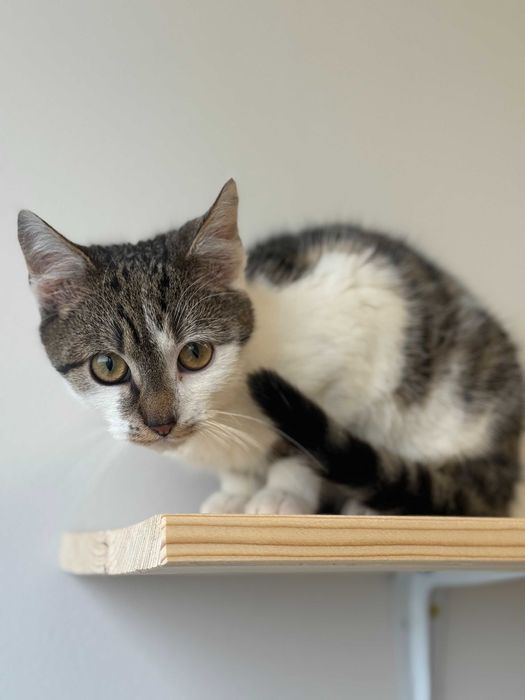 Fiołek - młody, energiczny koci odkrywca do adopcji!