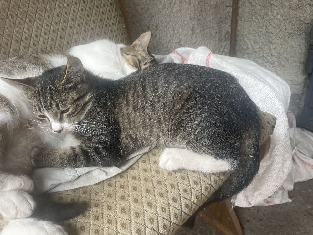Котики віддам в добрі руки