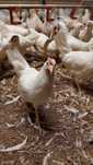Kury Leghorn Młode Nioski