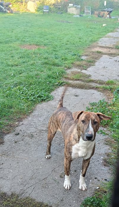 Amstaw do adopcji