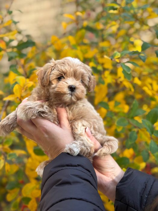 Міні хлопчик Мальтіпу Ф1