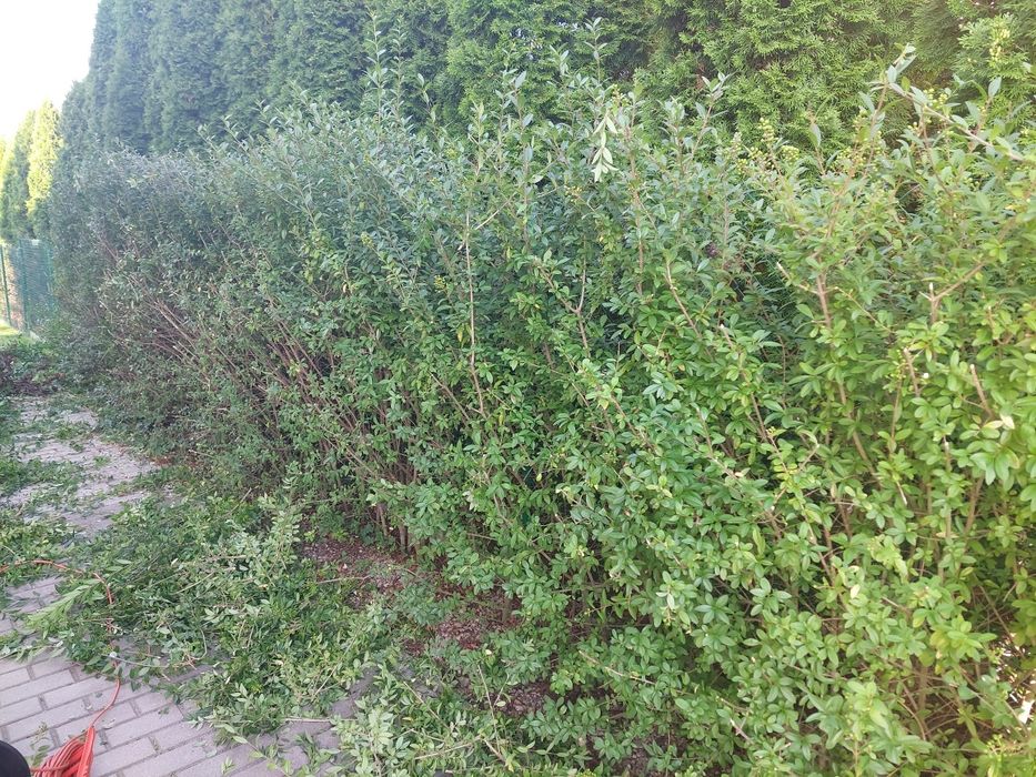 Ligustr zimozielony oddam Aktualne