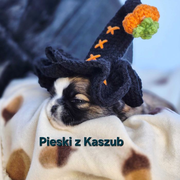 Shih-tzu dziewczynka do Rezerwacji typ Amerykańsko-Europejski
