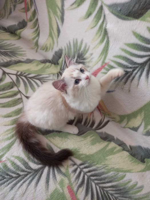 Śliczna kotka Ragdoll z rodowodem