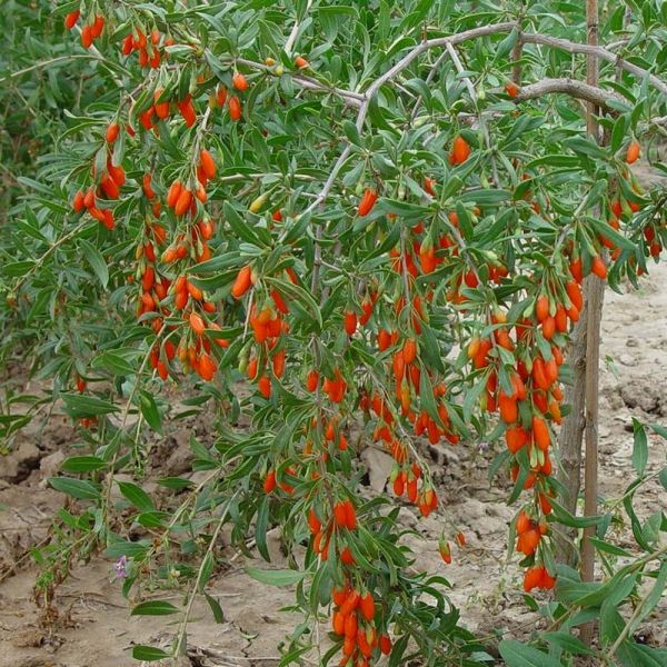 sadzonki jagody goji verve