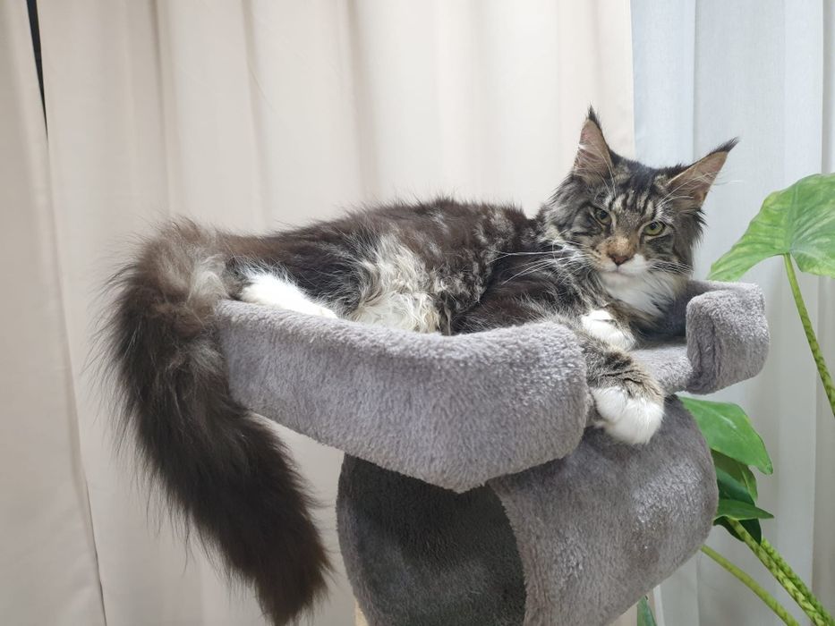 Fêmea  Maine Coon com Lop