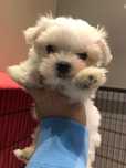 Baby Mini Maltańczyk biała  kuleczka Chip paszport