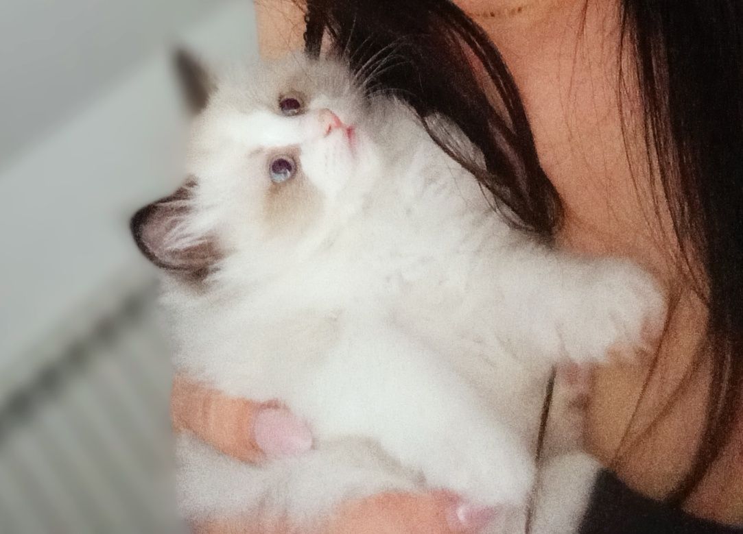 Ragdoll Bicolor Słodkie Puchate