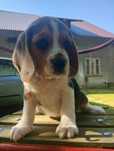 Piękna suczka Beagle