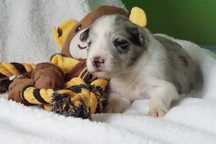 Border Collie blue merle ZKwP / FCI