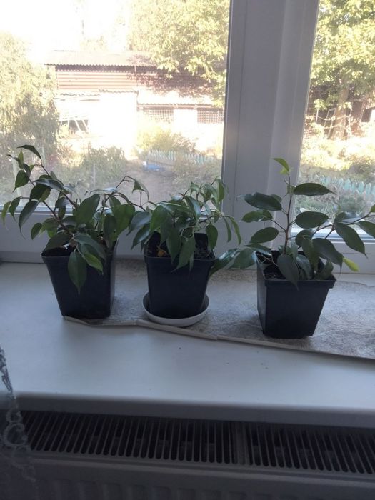 Фікус Бенджаміна