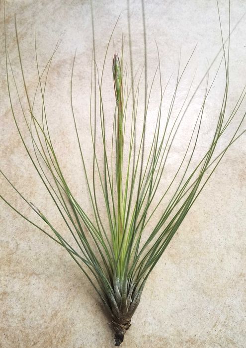 Tillandsia juncifolia com botão 22 cm
