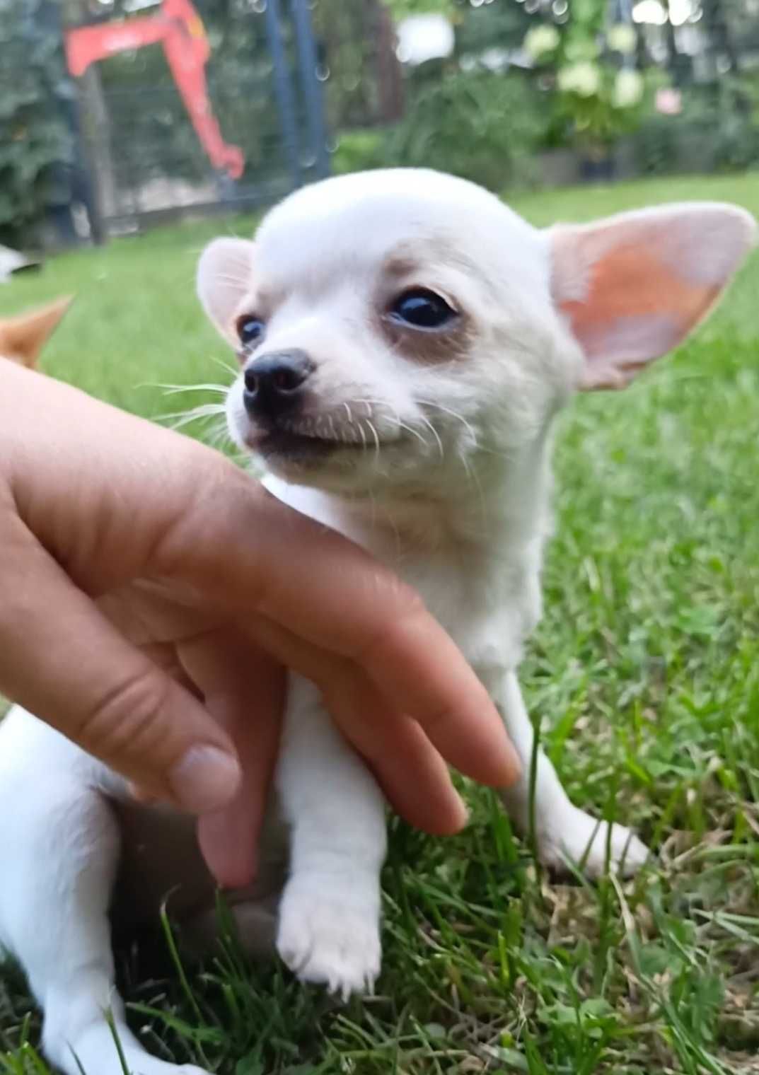 Śliczna MINI suczka Chihuahua