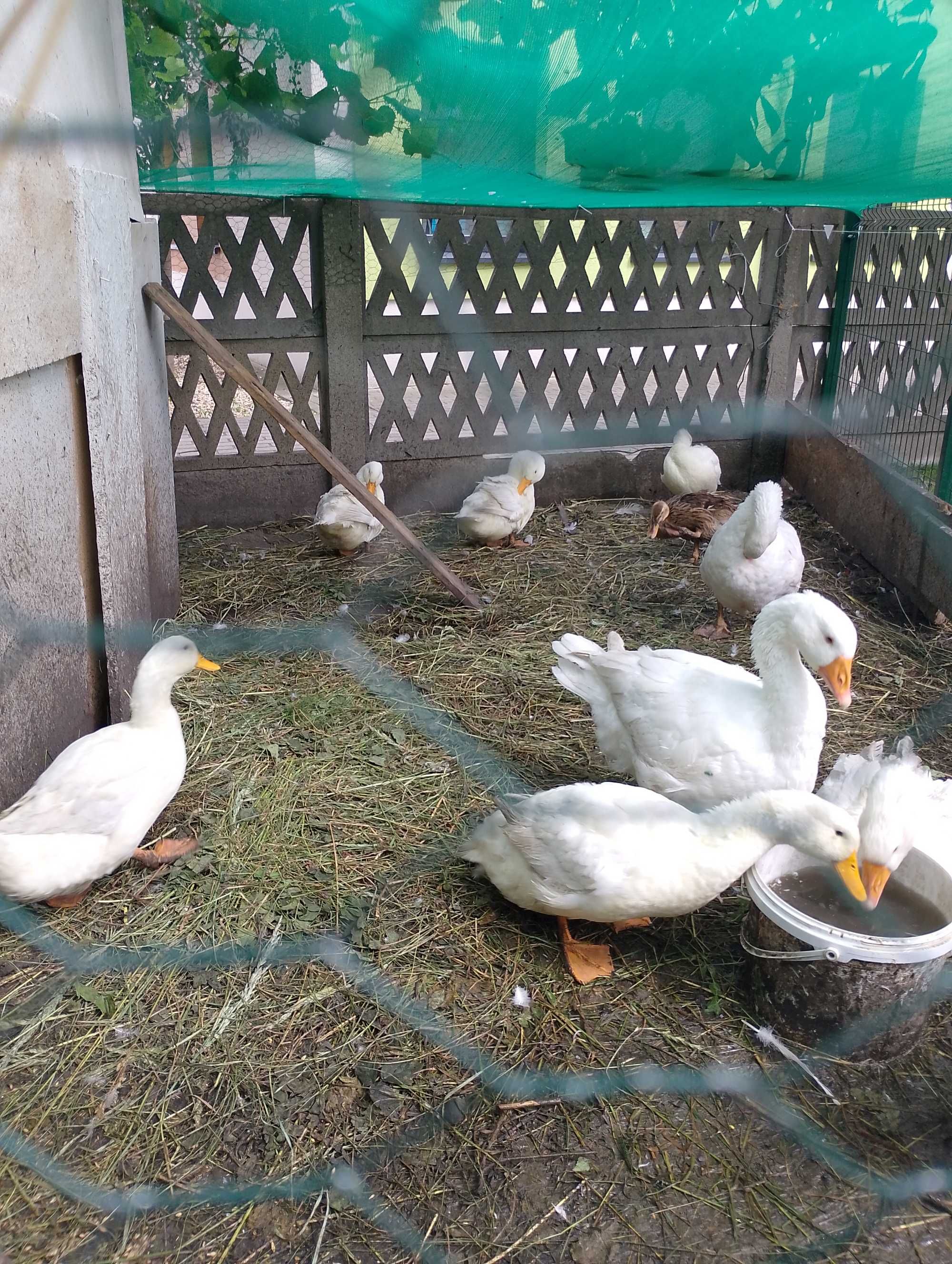 Sprzedam kaczki Pekin