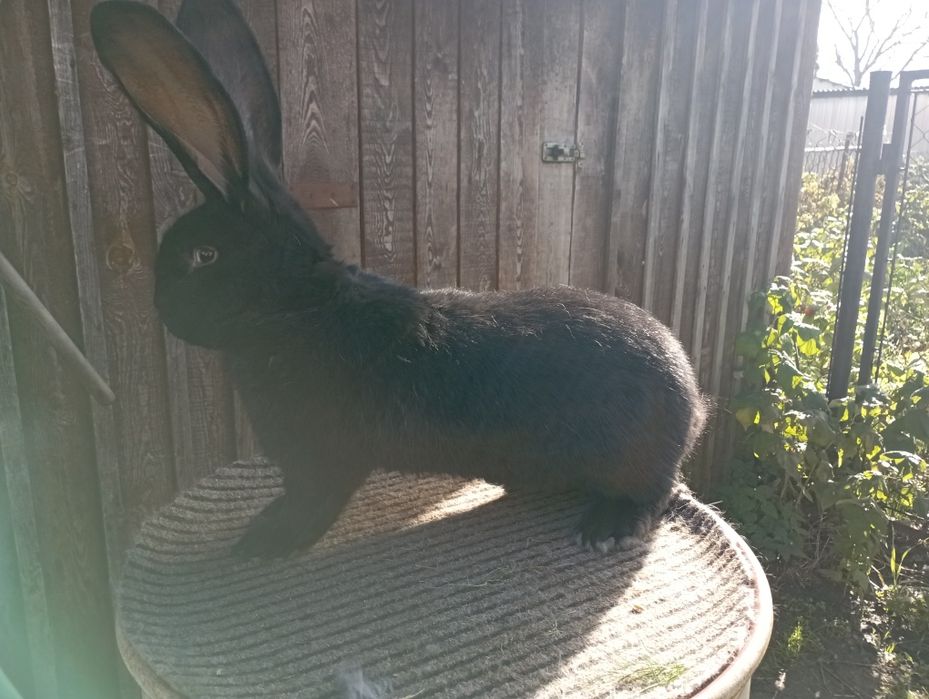 Olbrzym Belgijski Czarny