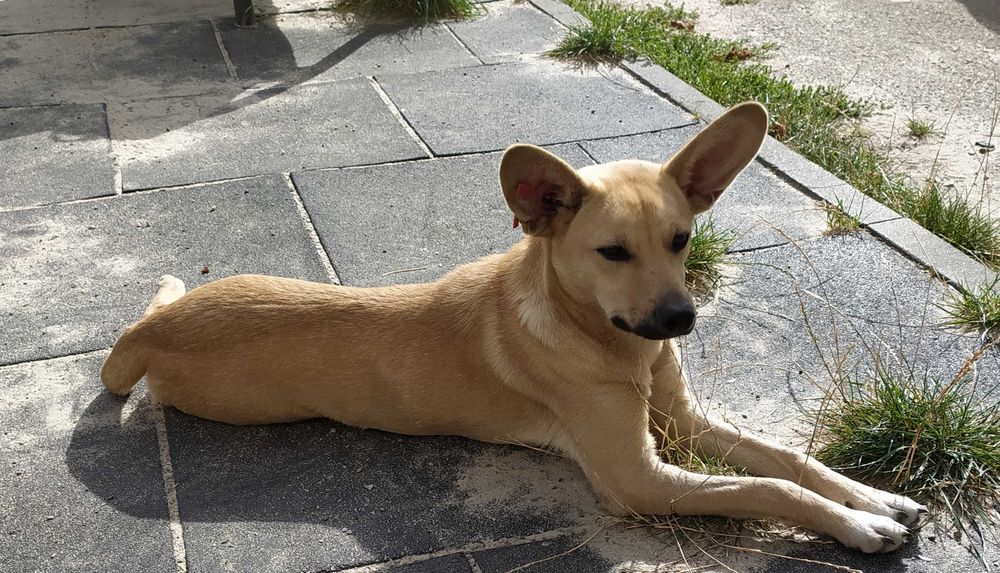 Собачка Зайка шукає родину! Куценький хвостик)