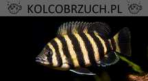 Tilapia zebra - Heterotilapia buttikoferi - dowozimy, wysyłamy
