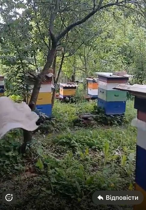Продам пасіку з робочими бджолосім'ями