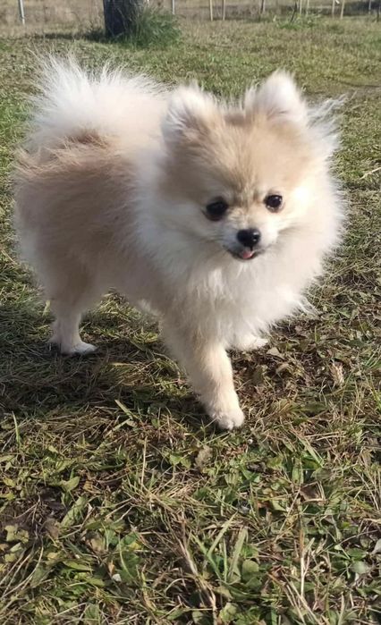 Carmen szpic pomeranian