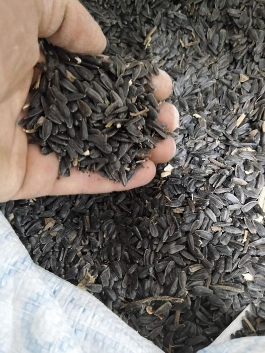 Насіння соняшнику по 25.кг. в мішку