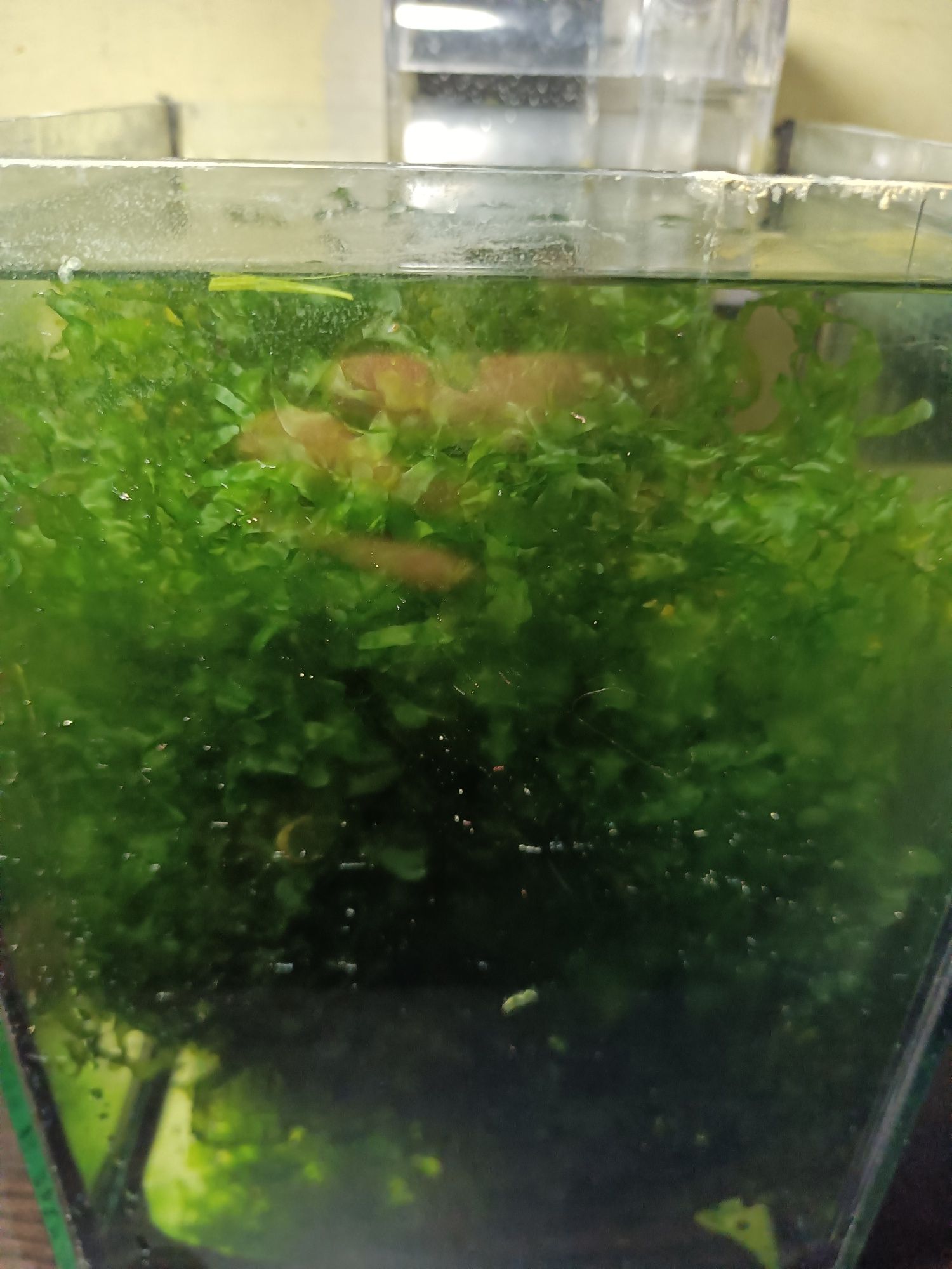 Pelia watrobowiec akwarium krewetkarium
