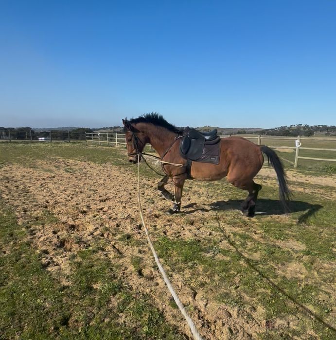 Cavalo para passeios