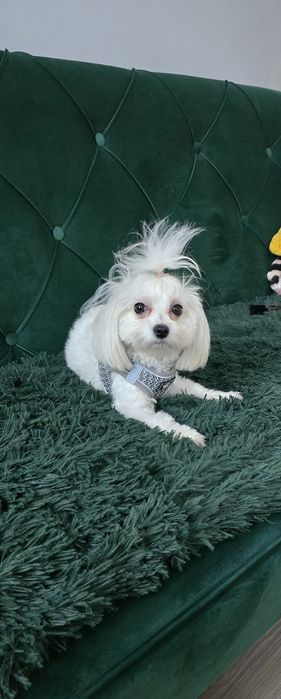 Maltanczyk suczka dorosła