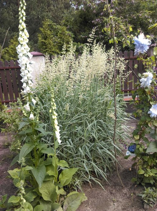 Trawa ozdobna mozga trzcinowata