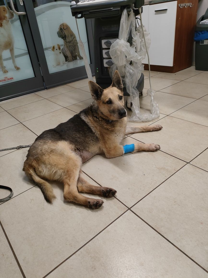 Pilna adopcja! Starszy, spokojny pies, błagamy o dom
