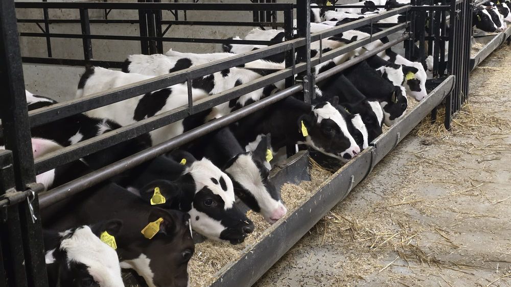 45 byczkow Czarno białych 120/150kg