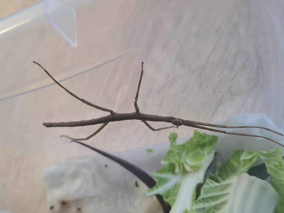 Patyczaki rogate - Medauroidea extradentata