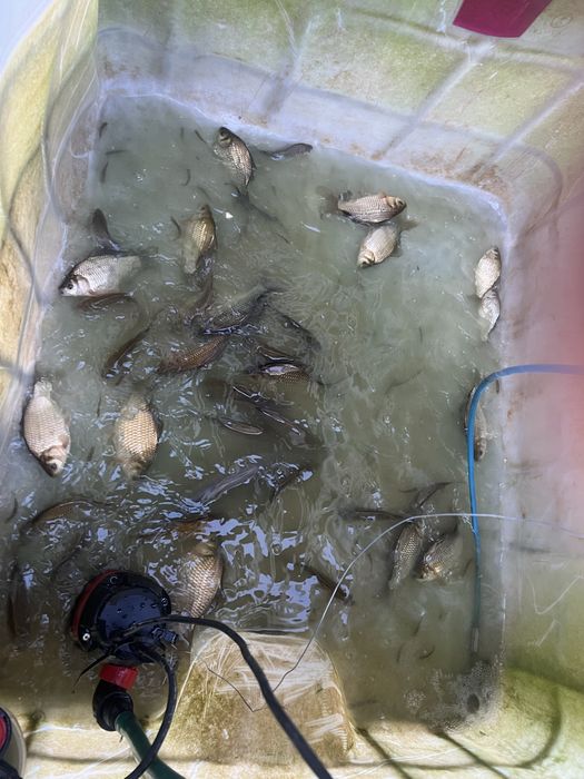 Sprzedam karp koi i inne