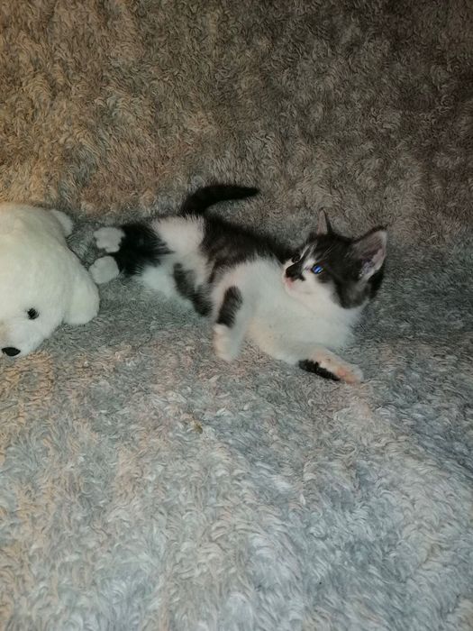 Котята котики отдам котенок  девочка