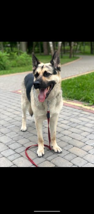 Кінолог Дресирування Бельгійська Німецька Вівчарка